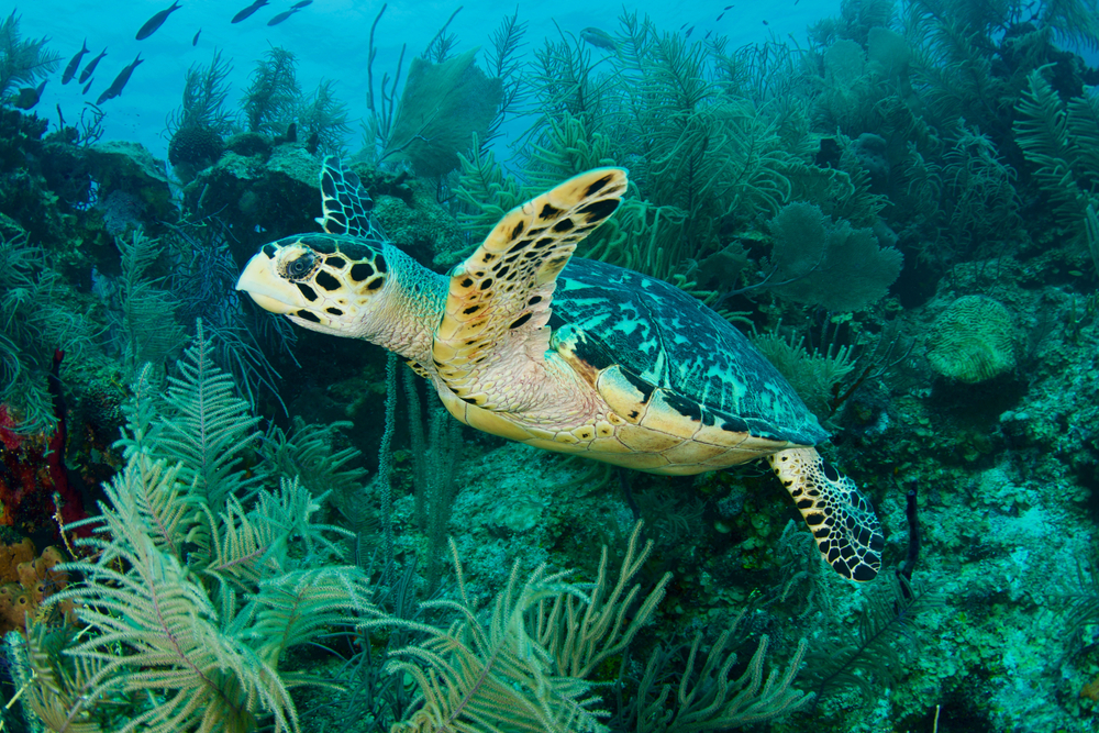 Cayo Laguna