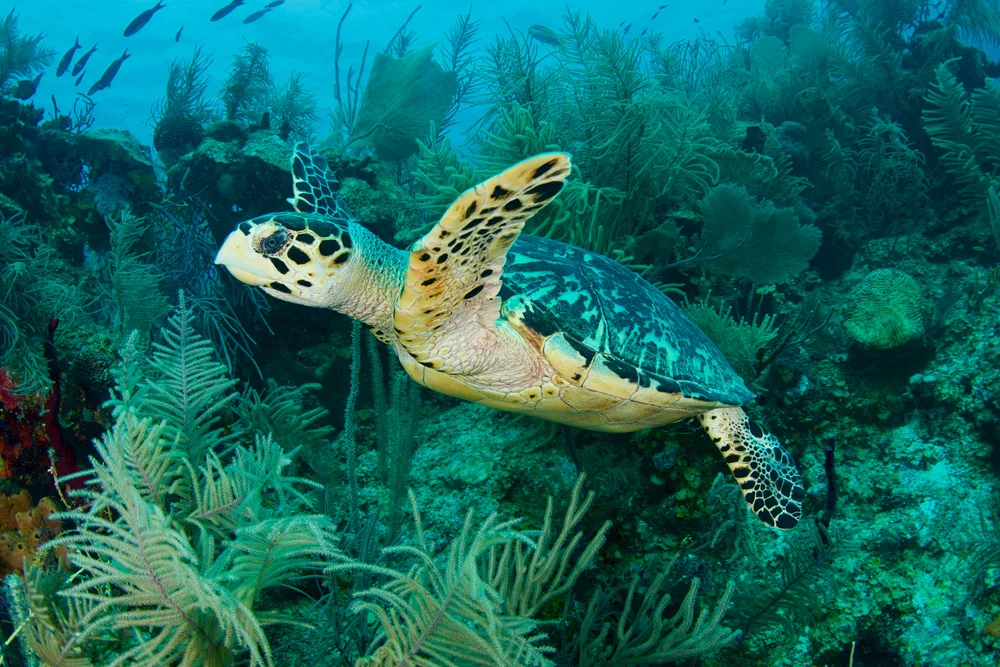 Cayo Laguna