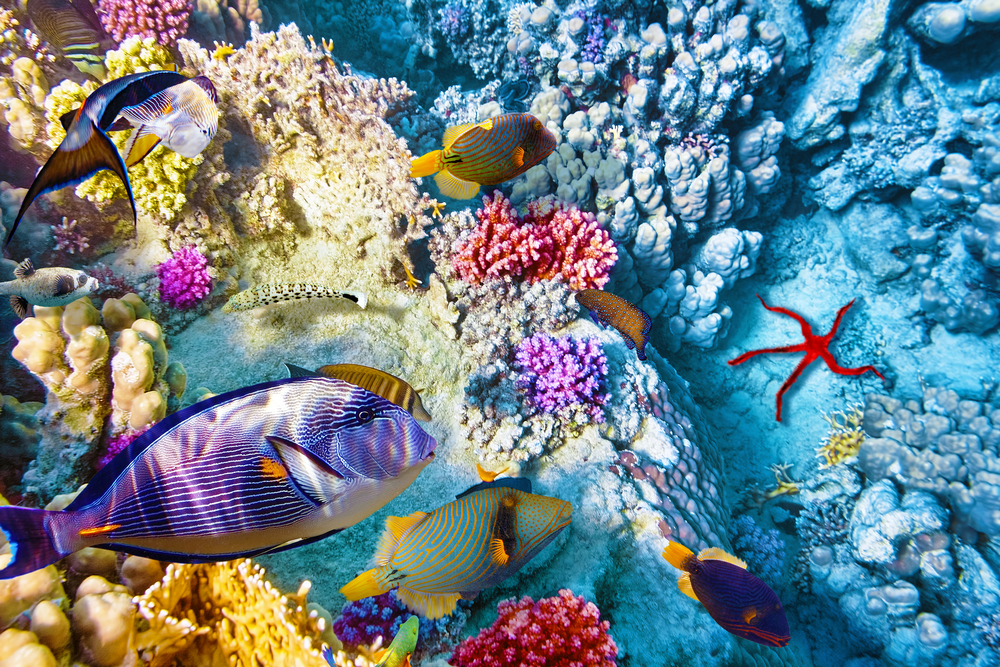 Cayo Whipray