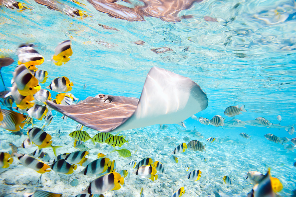 TAHITÍ Y LAS PERLAS DE LA POLINESIA FRANCESA — photo 6