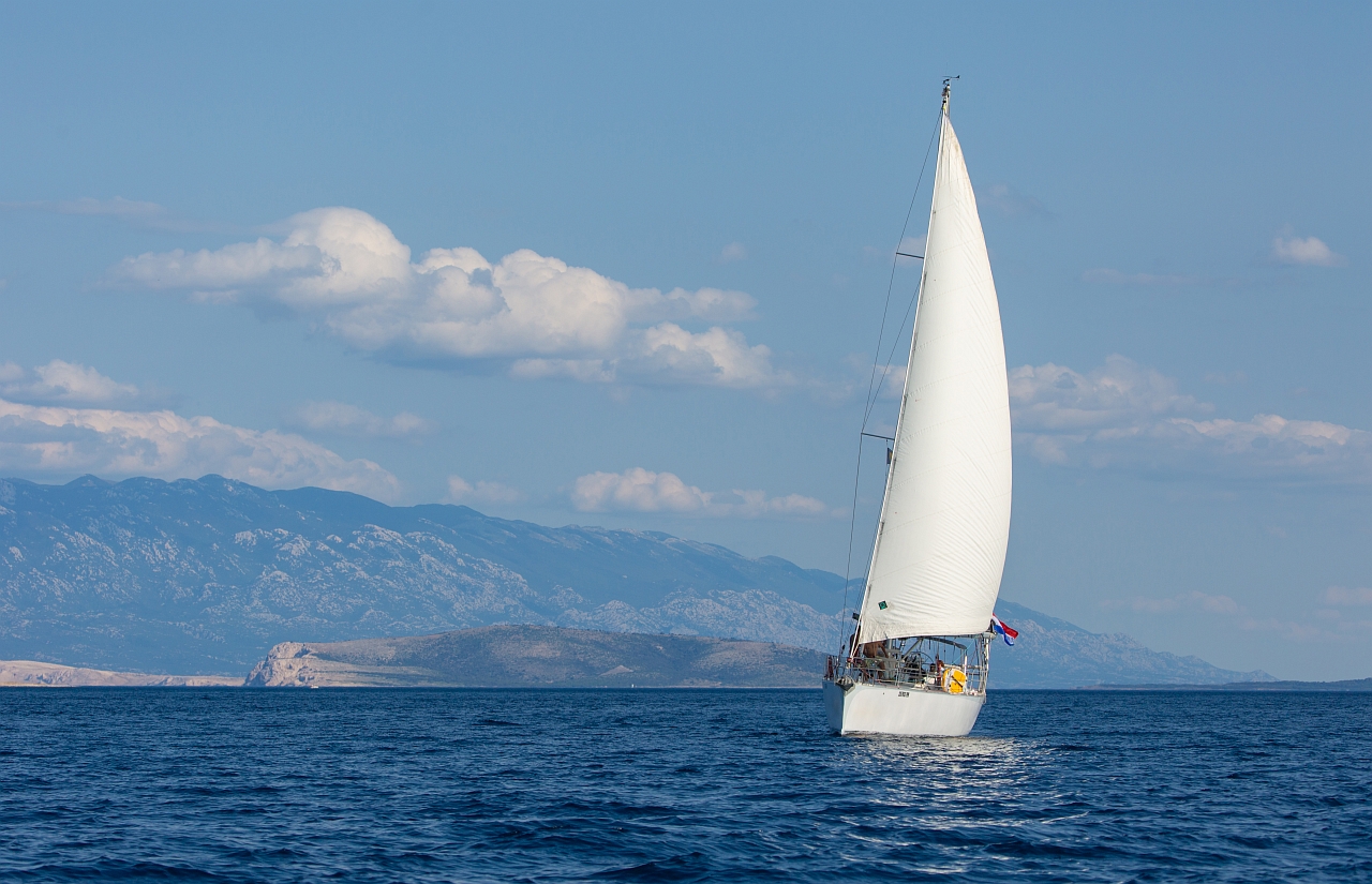 Dolphin 50 — photo 17
