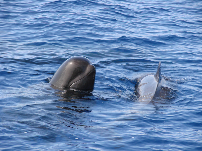 Lagoon 450 — photo 10