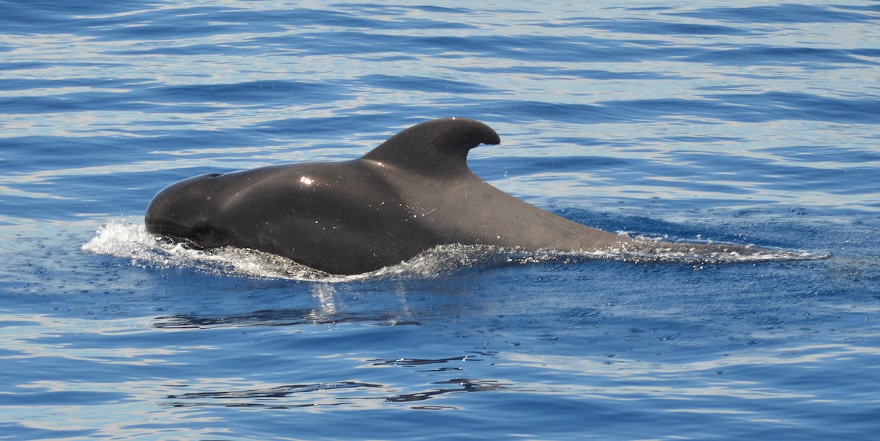 Lagoon 450 — photo 13