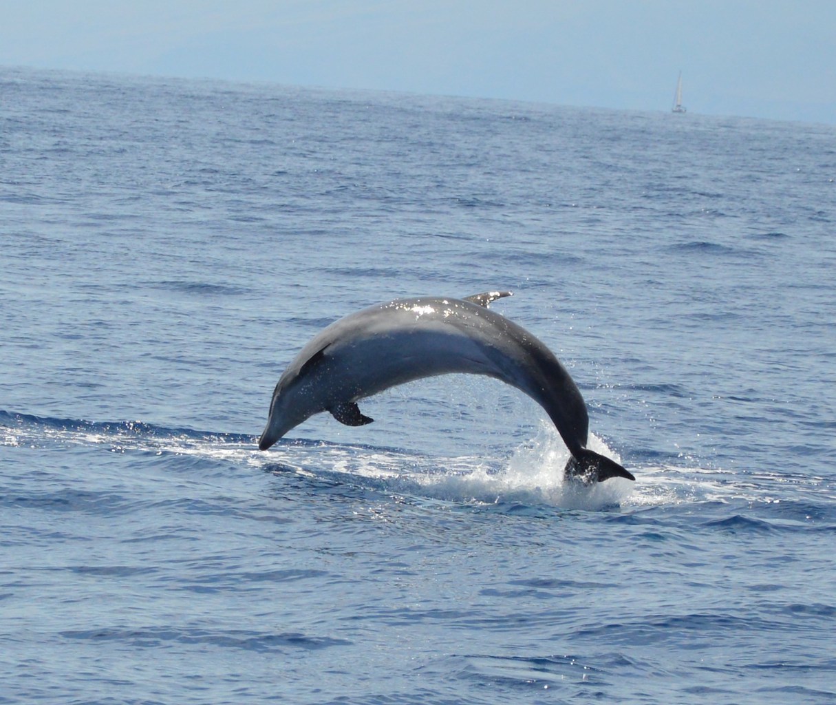 Lagoon 450 — photo 18