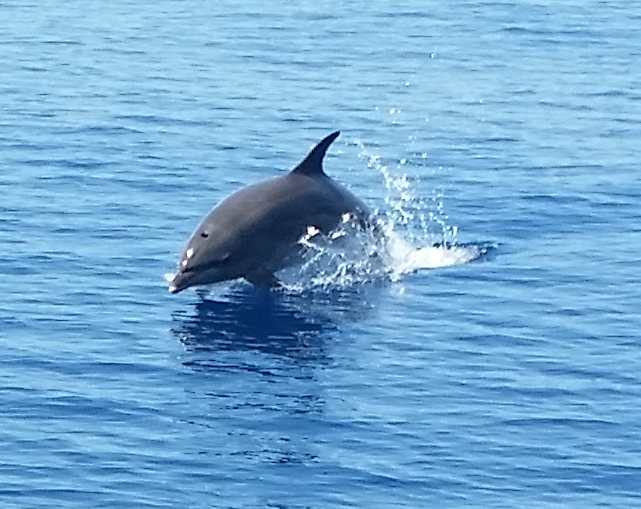 Lagoon 450 — photo 19
