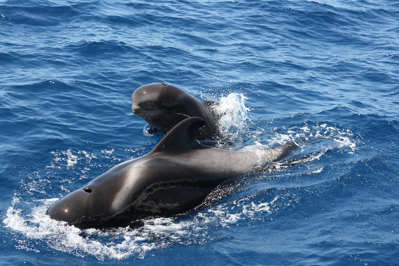 Lagoon 450 — photo 21