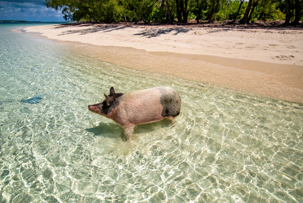 Vacaciones en catamarán con tripulación en las islas Abacos — photo 3