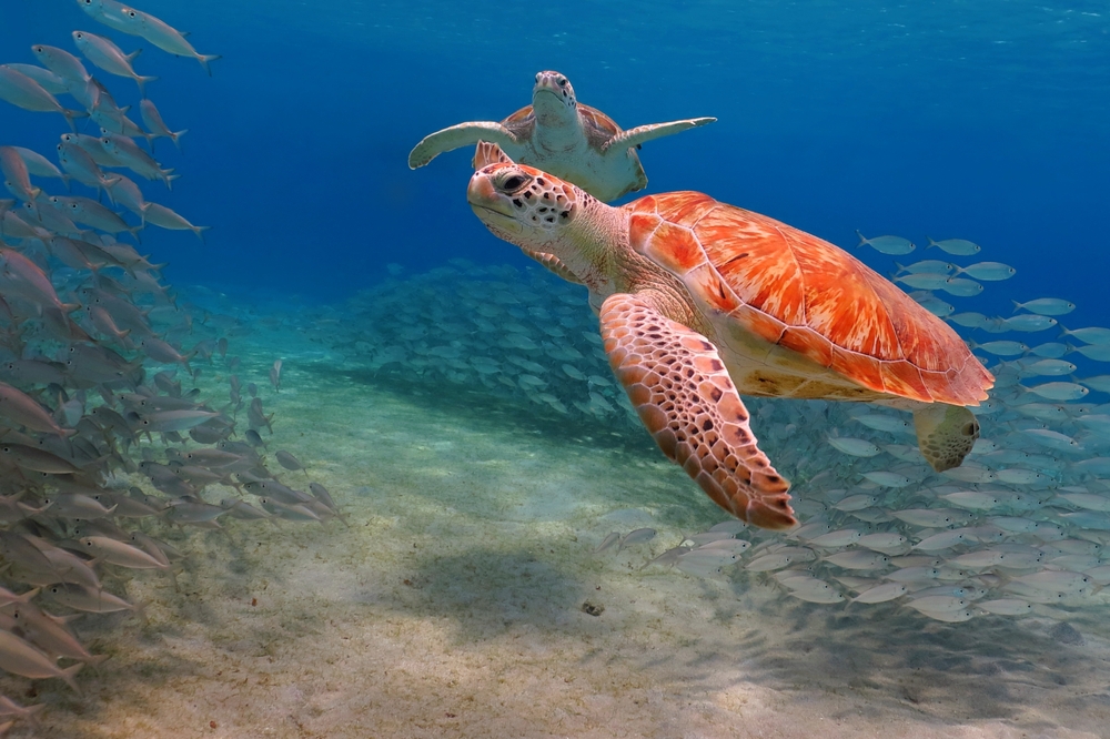 Martinique to the Grenadines Cabin Charter Sailing Cruise — photo 4