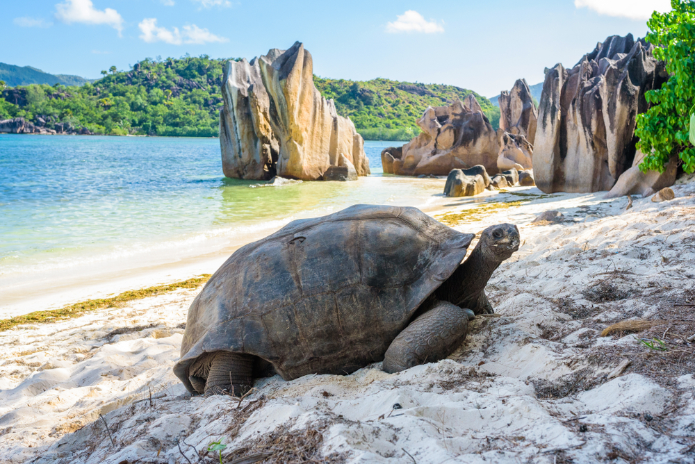 Crucero por las Seychelles en catamarán de vela — photo 4