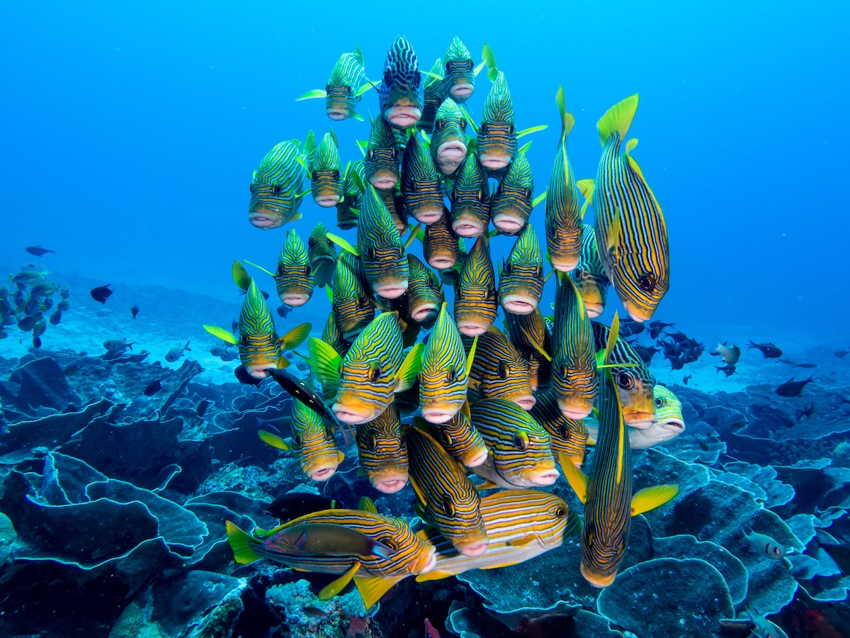 West & Central Komodo Sailing Cruise — photo 3