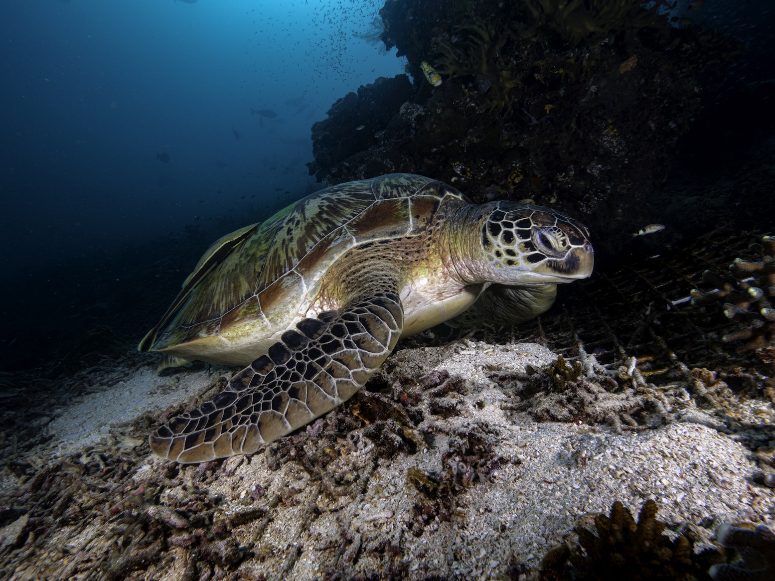 West & Central Komodo Sailing Cruise — photo 9
