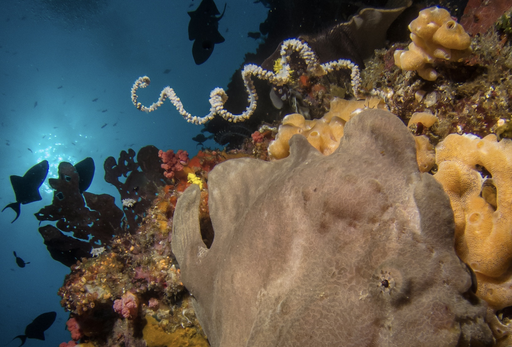 Raja Ampat Sailing Cruise on a Liveaboard — photo 2