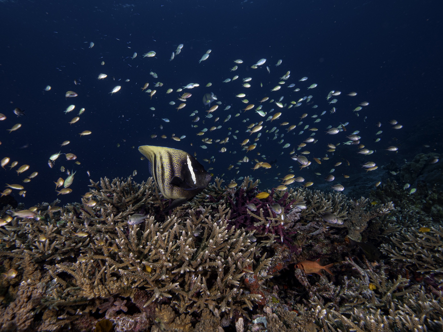 Raja Ampat Sailing Cruise on a Liveaboard — photo 8