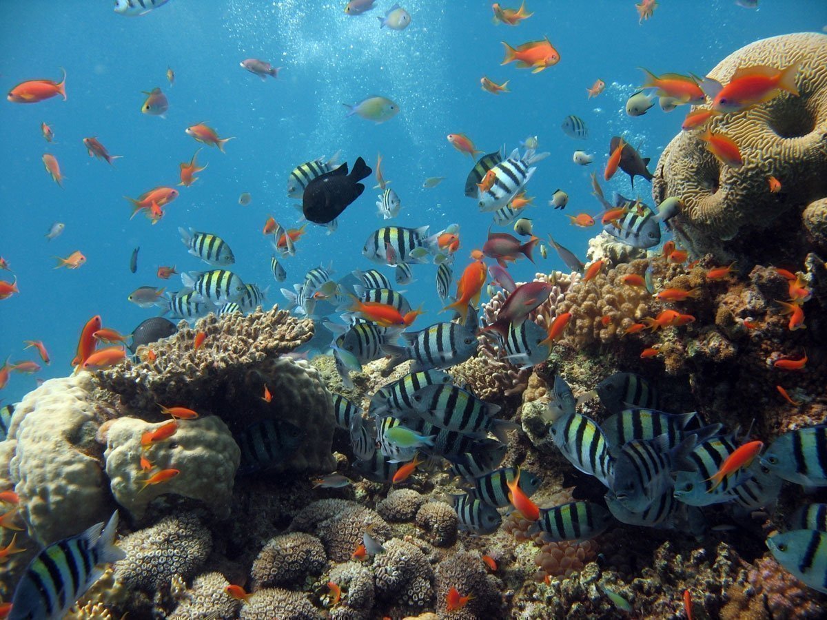 Seychelles Diving Sailing trip en Goleta — photo 3