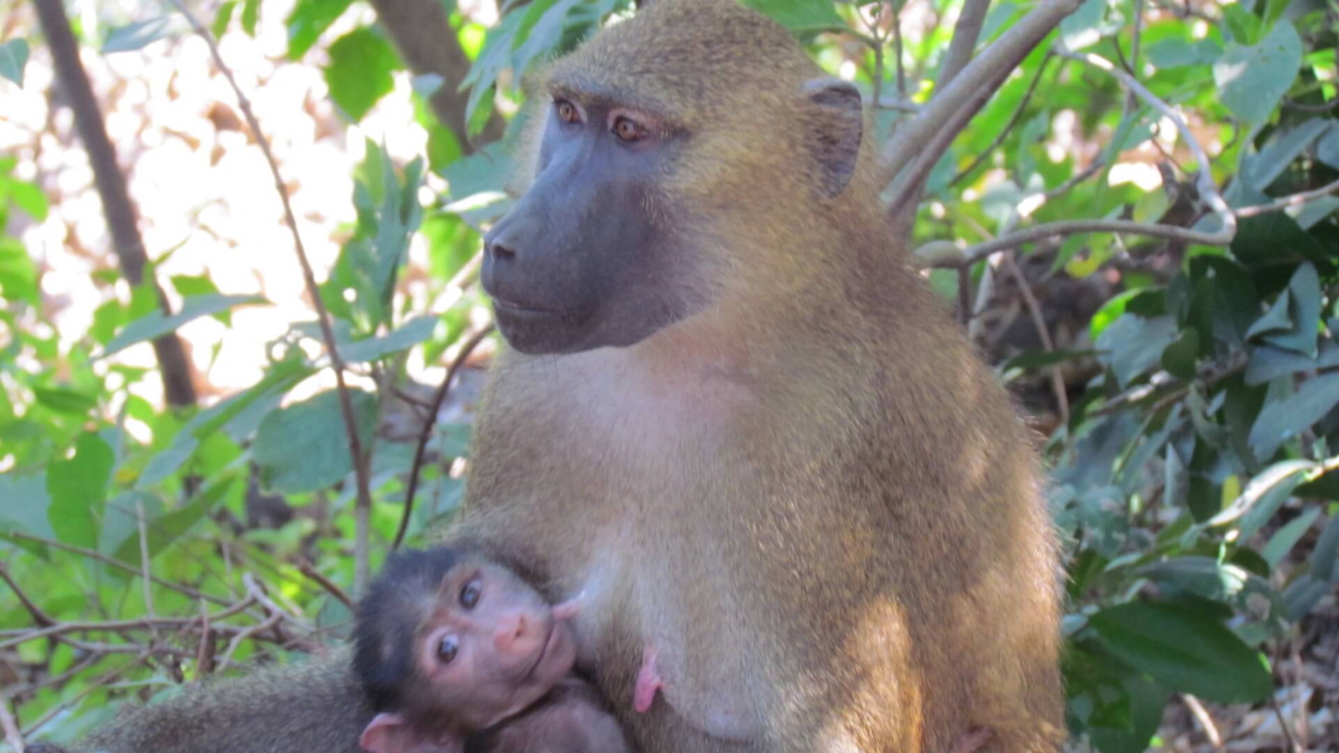 Crucero en yate de lujo por los ríos de África — photo 1