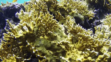ISLAS GUBAIL / EL GOUNA - HURGHADA/EGIPTO
