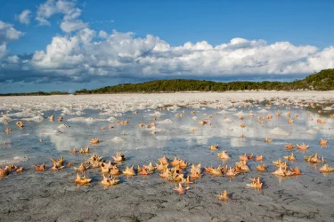 Cayo de Norman