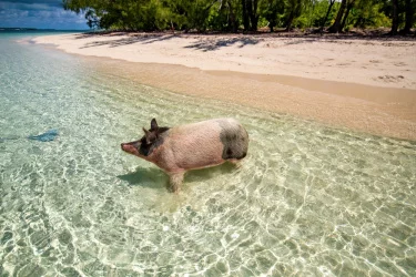 Cayo Tortuga Verde