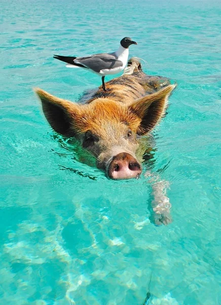 Bahamas