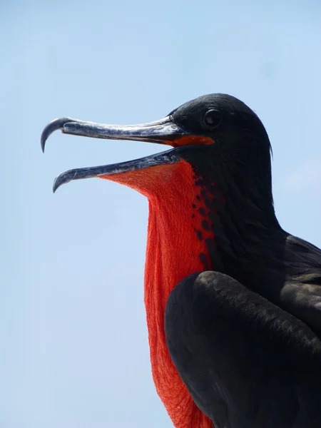 Galápagos