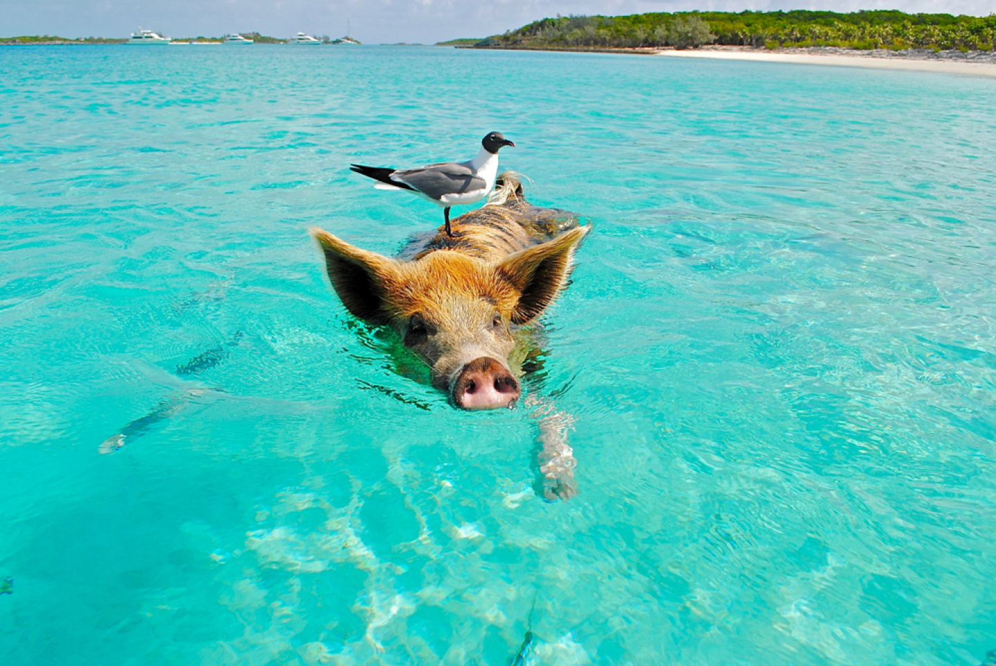 Bahamas