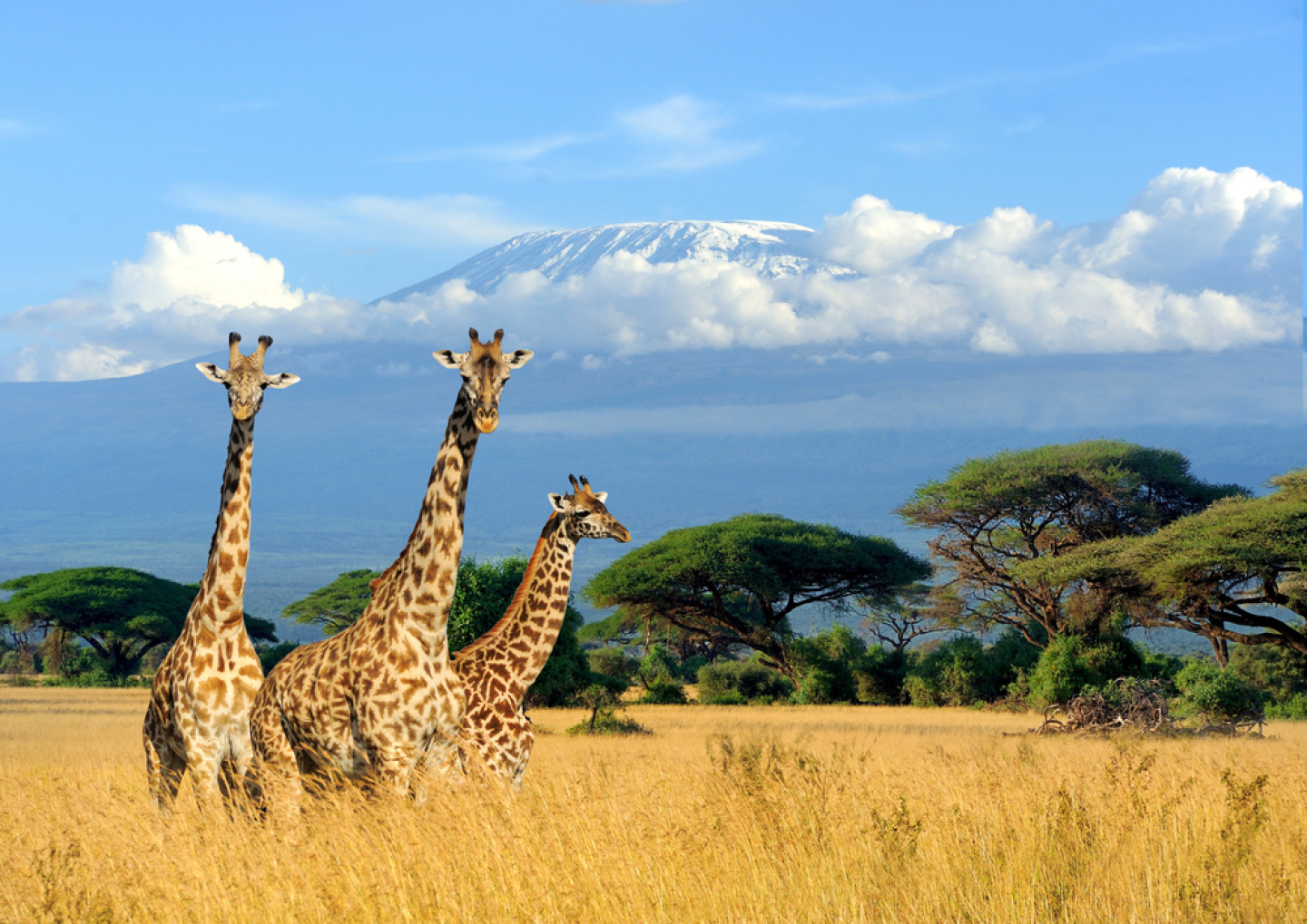 África